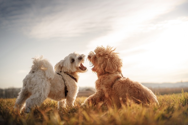(14)茶色い犬が吠える夢