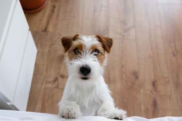 茶色の犬が出る夢で対人運アップを目指そう