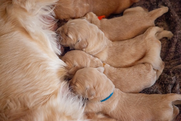 (18)茶色い犬が出産している夢