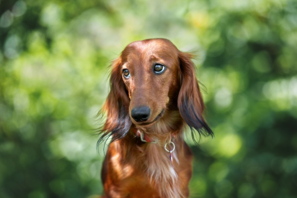 茶色い犬の夢が持つ基本的な意味や暗示
