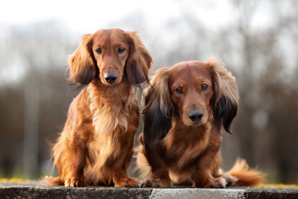 【犬種別】茶色い犬が出る夢の意味5選