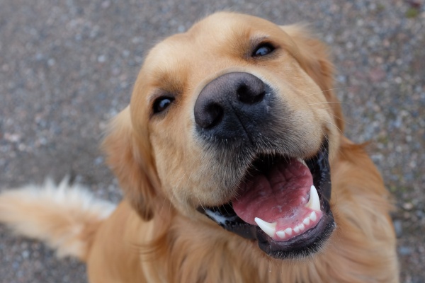 【状況別】茶色い犬が出る夢の意味18選