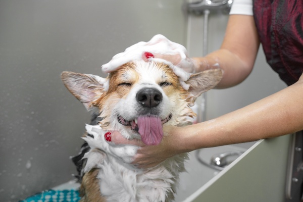 (9)子犬を洗う夢