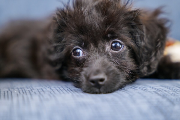 【犬の色別】子犬の夢の意味4選