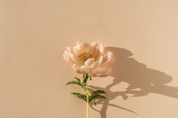 【状態別】花の夢の意味6選