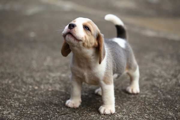 【犬の種類別】子犬の夢の意味3選