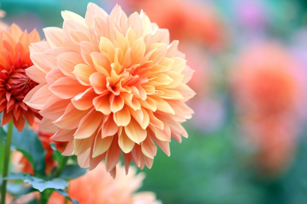 花の夢でチャンスを掴もう