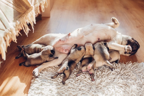 (5)生まれたての子犬が出てくる夢