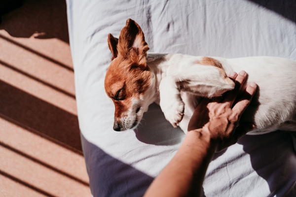 (4)子犬を撫でる夢
