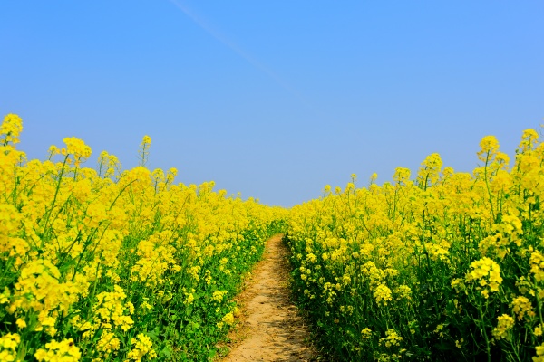【状況・行動別】花の夢の意味14選