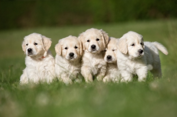 【自分の行動別】子犬の夢の意味10選