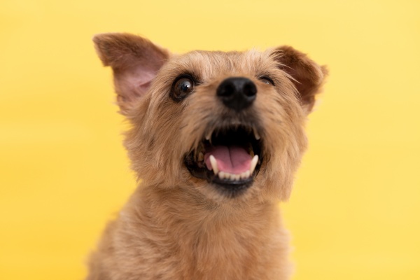 (9)子犬に吠えられる夢