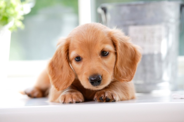 子犬の夢が持つ基本的な意味や暗示