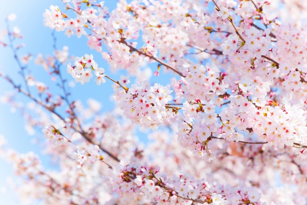 【種類別】花の夢の意味9選