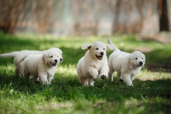 【状況別】子犬の夢の意味13選