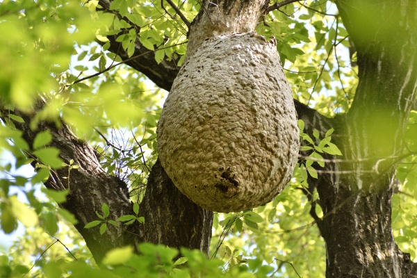 【状況別】蜂に刺される夢の意味7選